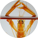 Philippe Le Cleac'h profile picture